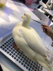 -Moni星球萌宠·小马宝莉·灵蛇·高端高阶全萌宠互动体验俱乐部(红豆国际广场店)