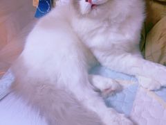 -天宠宠物医院24小时·急重症诊疗中心·全科·腔镜特色(和平分院)