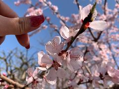 -桃花堤公园