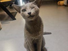 -琪喵猫屋·撸猫猫咖·猫舍