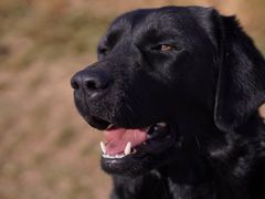 -趣玩宠物乐园寄养训犬训狗游泳池