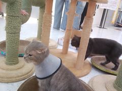 -喵园·猫主题咖啡厅·撸猫·猫咖(国贸店)