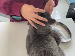 -瑞派福兴宠物医院犬猫全科·骨科·中西医结合(河东店)