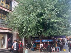 -古树酸奶(八廓南街店)