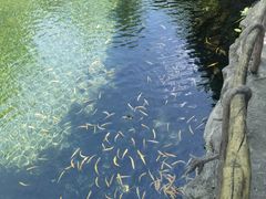 -凤凰山国家森林公园