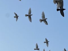 -深圳龙潭公园
