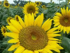 -白鹭湾湿地公园