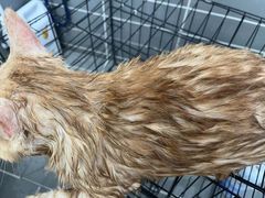 -嘉馨宠物医院·CT影像转诊·心脏科·犬猫全科诊疗中心(下沙大学城院区)