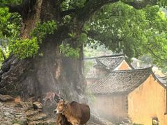 -杨家堂村