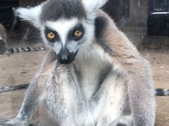 -辛玛王国游乐园