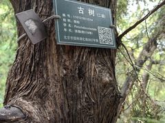 -香山公园