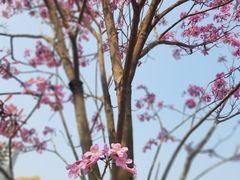 -观澜湖旅游度假区