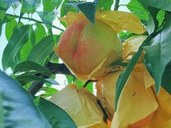 -老袁家蜜桃农场·阳山水蜜桃