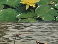 -东莞植物园
