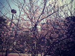 -四川大学(望江校区)