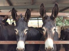 -元鼎宝驴香·全驴宴(江宁店)