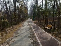 -合肥滨湖国家森林公园