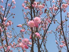 -天适樱花悠乐园