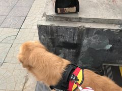 -米苏动物医院·犬猫专科·骨科外科内窥镜