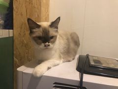 -猫色咖啡·猫咖