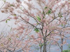 -白石龙音乐公园