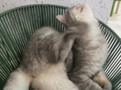 -喵园·猫主题咖啡厅·撸猫·猫咖(国贸店)