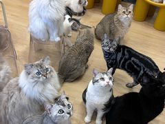 -有喵·猫咖·狗咖·30几只猫10只小狗(岗厦店)