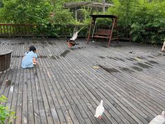 -合肥滨湖国家森林公园