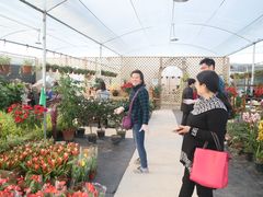 -龙大花卉苗木市场