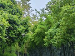 -黄埔油麻山森林公园