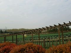 -太阳部落