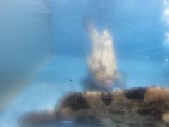 -渔家火锅·海鲜自助餐·演艺(亚龙湾天域酒店)