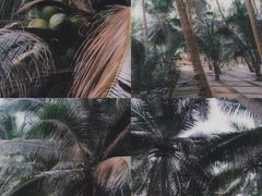 -东郊椰林