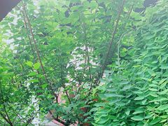 -龙坞茶村
