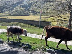 -康定跑马山风景区