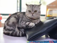 -喵的天空名猫咖啡馆·撸猫·猫舍·用品