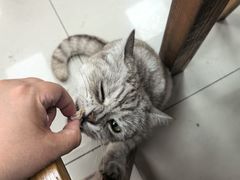 -枫泾丁氏烧卖(枫丽路店)