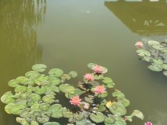-雁滩公园
