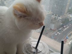 -Heymao猫咖.咖啡厅(东门店)