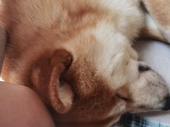 -喜柴咖啡·柴犬狗咖