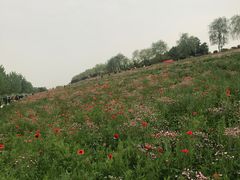 -洨河生态公园
