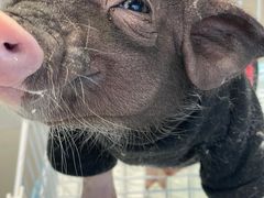 -怪兽屋·羊驼·猫咖·狗咖(俊华广场店)