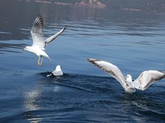 -丽江泸沽湖景区