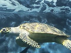 -上海海洋水族馆