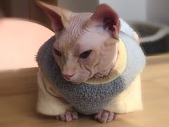 -猫腻·猫咖·撸猫馆(星光大道店)