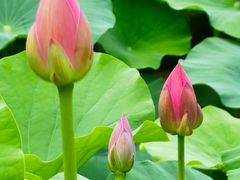 -白塘生态植物园