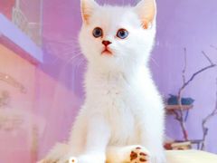 -十年猫舍·猫咪专门店(普陀店)