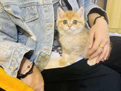 -欣宠猫屋·矮脚拿破仑·蓝金金渐层