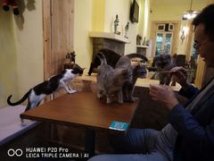 -猫色咖啡·猫咖