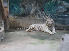 -清迈夜间动物园